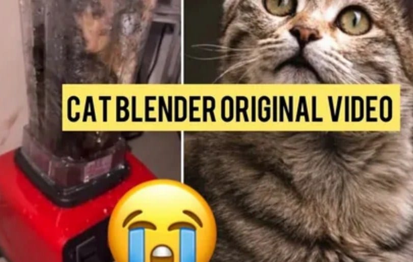 Video-Kucing-Di-Blender-Viral-TikTok