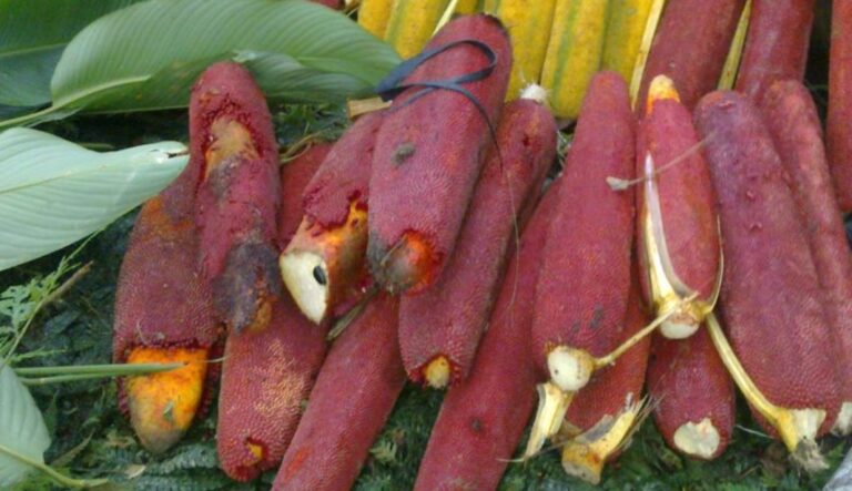 khasiat-buah-merah-papua