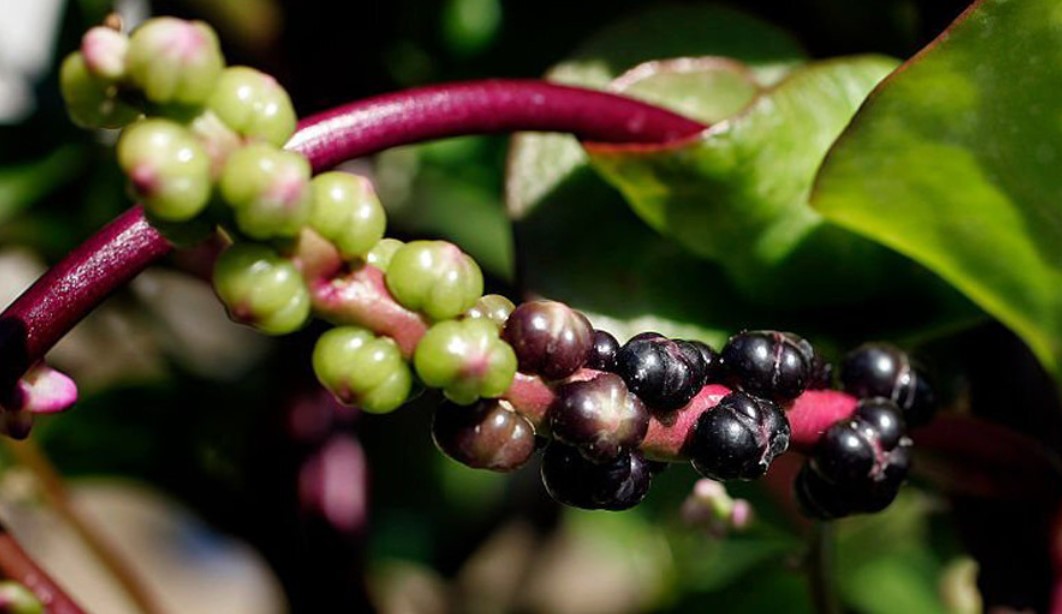 manfaat-buah-angkung